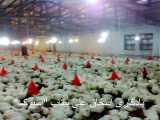 مرغداری در ایران : پرورش مرغ گوشتی