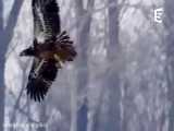 ترفند شگفت انگیز عقاب های غول پیکر برای شکار از میان 1 میلیون غاز