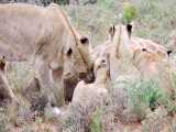 خوردن یک زرافه توسط شیرها