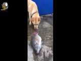 کلیپ جالب آب دادن سگ به ماهی فوق العاده زیبا و جالب