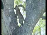 تلاش پلنگ برای حمل شکار به بالای درخت