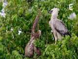 حمله عقاب غول پیکر به تنبل