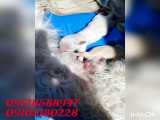 زایمان سگ جیبی و شیر خوردن توله سگ . 09128588947