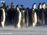 مستند کوتاه پنگوئن ها