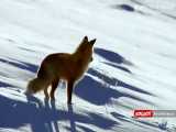 شکار موش از زیر برف توسط روباه قرمز