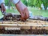 زهر زنبور عسل اقتصادی تر از نفت ؛ قیمت هر گرم از ۱۵ تا ۱۲۰ دلار
