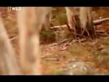 شکار کانگورو توسط دینگوها