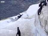 شکارچیان بچه پنگوئن ها در اولین روز شنا