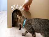 مسیریابی یک گربه در ماز