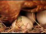 دانلود ویدیو جوجه کشی مرغ مهربان و بیرون امدن جوجه از تخم