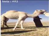 فیلم کمدی از شوتور