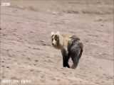 روباه تبتی در کنار خرس قهوه ای به دنبال شکار