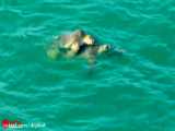 حمله پلنگ به لاک پشت های دریایی غول پیکر