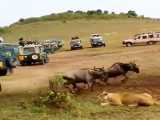 Animals  شیر در حال شکار در مقابل ده ها توریست در افریقا