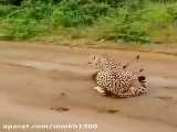 شکار دلخراش آهو توسط یوزپلنگ