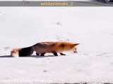 شکار عجیب روباه