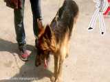سگ پلیسی که دزد را سریع دستگیر کرد