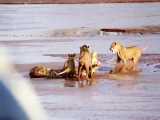 مستند حیات وحش آفریقا | حمله شیرهای آفریقایی به کروکودیل