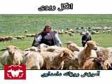 بیماری انگل ریوی در گوسفندان