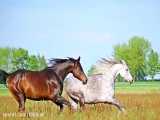 10 تا از سریعترین نژاد اسب ها در دنیا