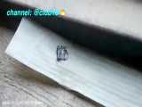 روش کردن مورچه‌ها