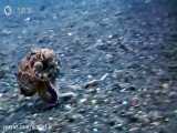 خانه نارگیلی یک اختاپوس در اعماق دریا