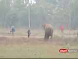 حمله یک فیل وحشی به رهگذران