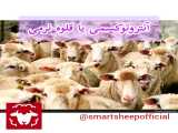 بیماری آنتروتوکسمی یا قلوه نرمی در گوسفند
