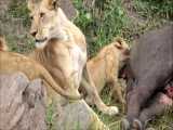 شکار بوفالو توسط شیرها - وقتی توله شیرها برای خوردن می آیند!