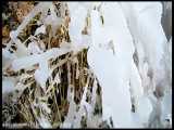 قندیل های یخی بر فراز کوه بهروز سمیرم در زمستان 98