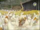 بزرگترین مزرعه پرورش اردک