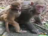 میمون بازیگوش و رواعصاب