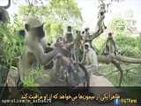 مستند عکس العمل فوق العاده عجیب میمونها نسبت به میمون عروسکی - زیرنویس فارسی