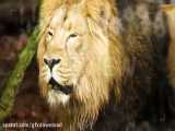 فوتیج آماده پرتره شیر Portrait Of Male Lion