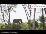 پناهگاه فیل ها کاتو پوکت | Elephant Sanctuary Kathu Phuket