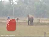 حمله وحشیانه فیل عصبانی به مزاحمان