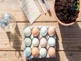5 روش جالب و ساده تهیه کود با تخم مرغ