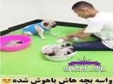 این عنوان بچه‌های هوشمند می‌شوند.