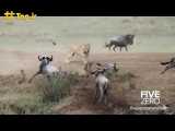 شکار وحشیانه گاومیش وحشی توسط شیر ماده | فیلم