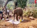 حمله فیل غول پیکر به گردشگاه