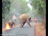 حمله فیل عصبانی به مردم و سفره غذا