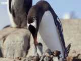 خوردن جوجه پنگوئن توسط پرنده دریایی (اسکوآ)
