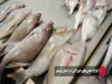 انواع ماهی خوراکی در خلیج فارس