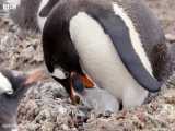 شکار شدن جوجه پنگوئن توسط قاپوی بزرگ