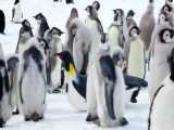 مقاومت جالب جوجه های پنگوئن در برابر مرغ دریایی شکارچی تا رسیدن کمک