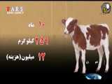واردات بی رویه گوشت و افزایش قیمت گوشت گوساله!