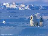 واکنش جالب خرس قطبی به دوربین فیلمبرداری