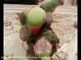 آموزش و تربیت کوچک شاه طوطی