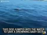نجات آهو از غرق شدن توسط یک سگ با وفا