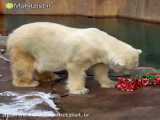 تلاش خرس قطبی برای باز‌کردن هدیه کریسمس